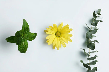 Active Ingredients