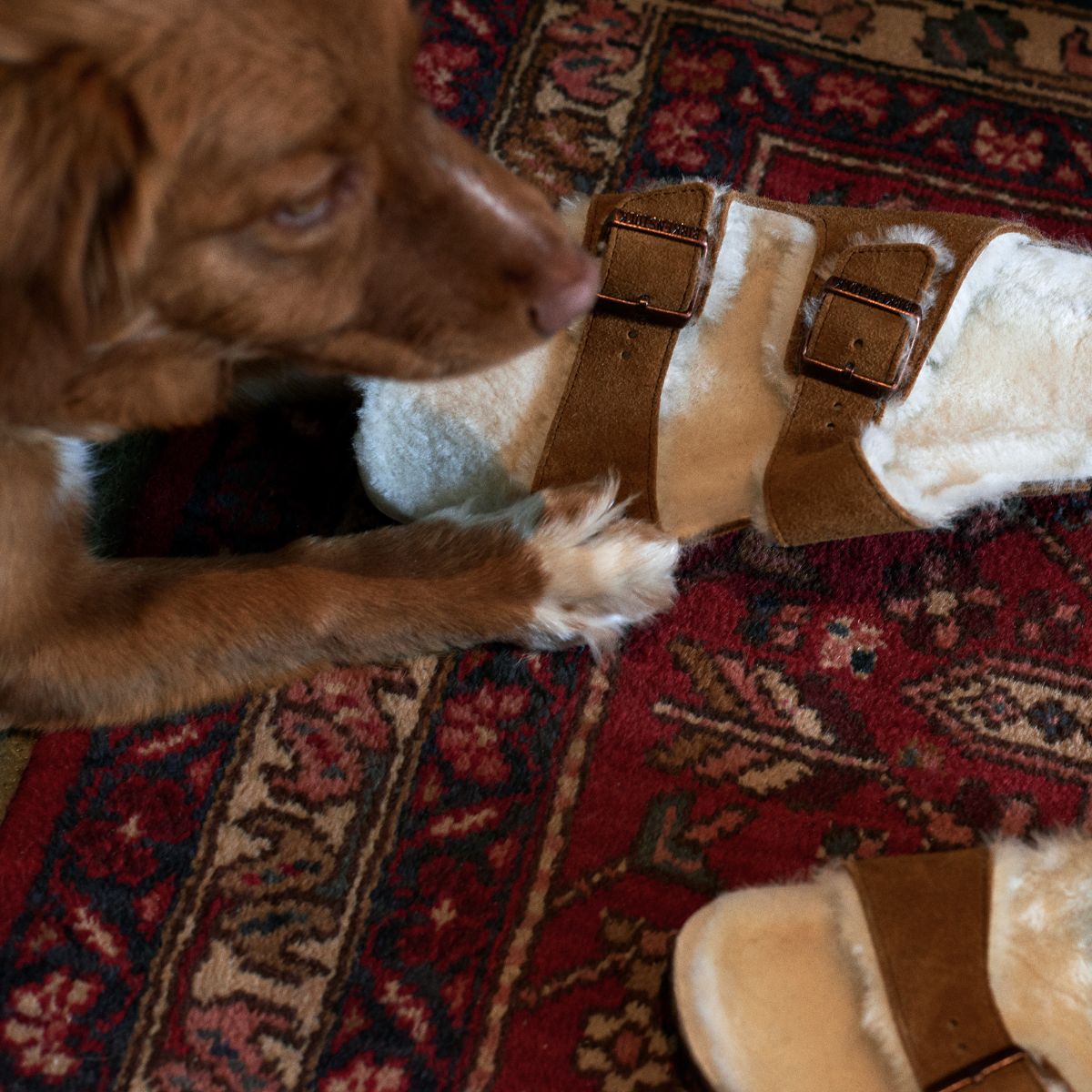Arizona Shearling